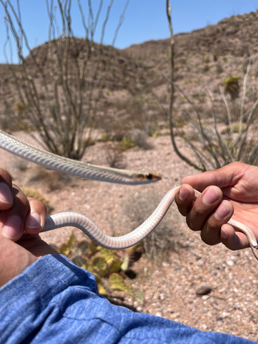 Big Bend Patchnose Snake