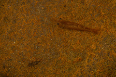 Paratya curvirostris