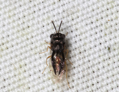 Eucharitidae