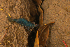 Paratya curvirostris