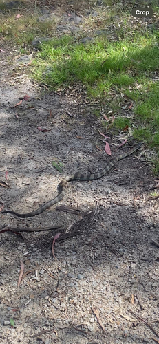 Tiger Snake sighting