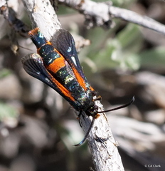 Synanthedon polygoni