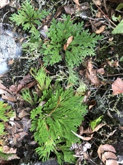 Selaginella tamariscina