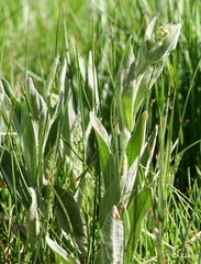 Arnica chamissonis incana