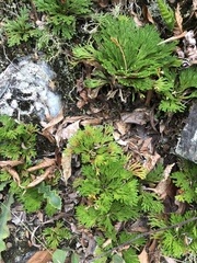 Selaginella tamariscina