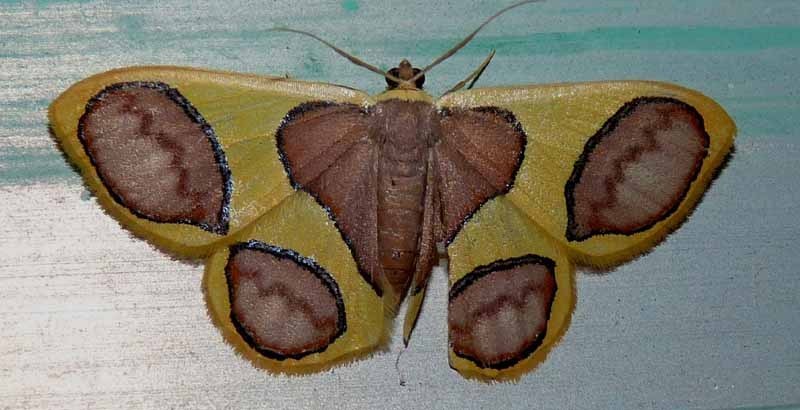 Plutodes pseudocyclaria