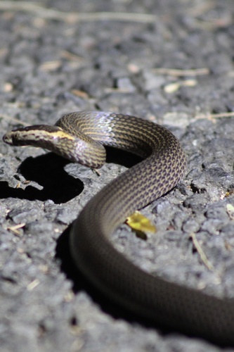 Golden-crowned Snake sighting