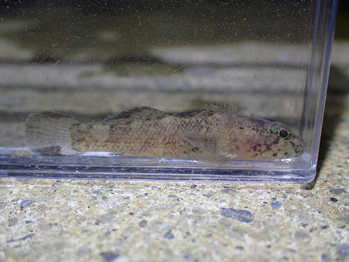 Bathygobius cotticeps observed 2025-11-24