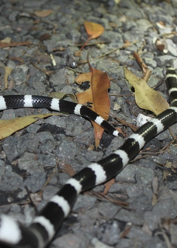 Eastern Bandy Bandy sighting