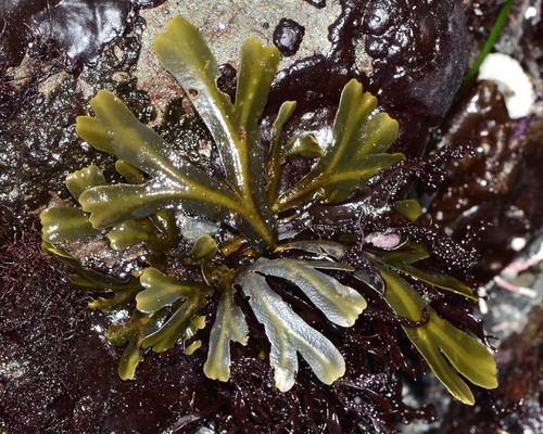 Fucus distichus
