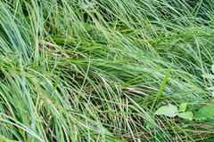 Carex geminata