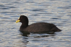Fulica armillata