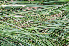 Carex geminata