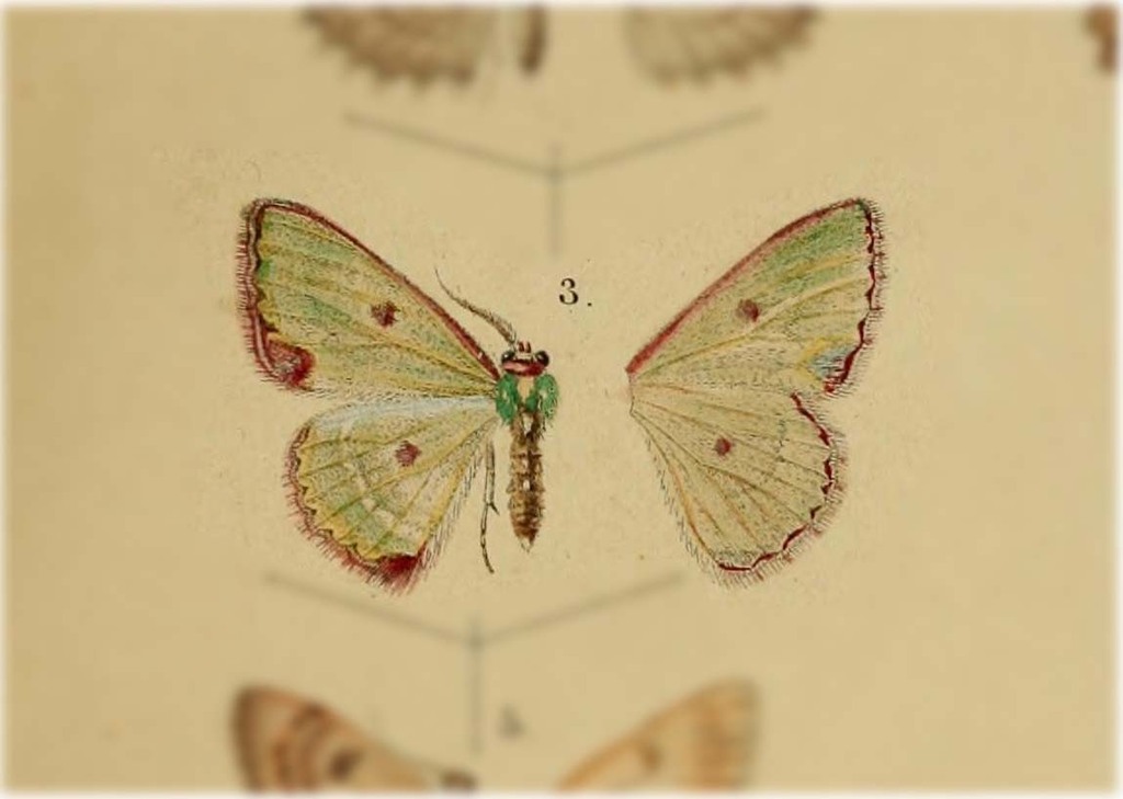 Synchlora leucoceraria