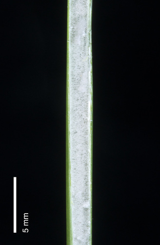 Juncus effusus
