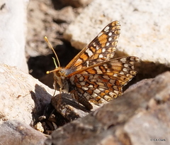 Euphydryas anicia wheeleri