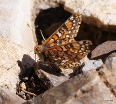 Euphydryas anicia wheeleri