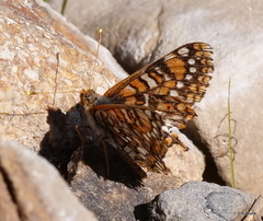 Euphydryas anicia wheeleri