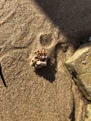 Vermetoidea