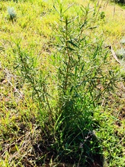 Stillingia texana