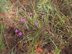 Agalinis setacea