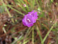 Agalinis setacea