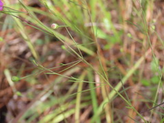 Agalinis setacea