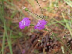 Agalinis setacea