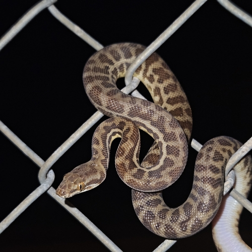 Children's Python sighting