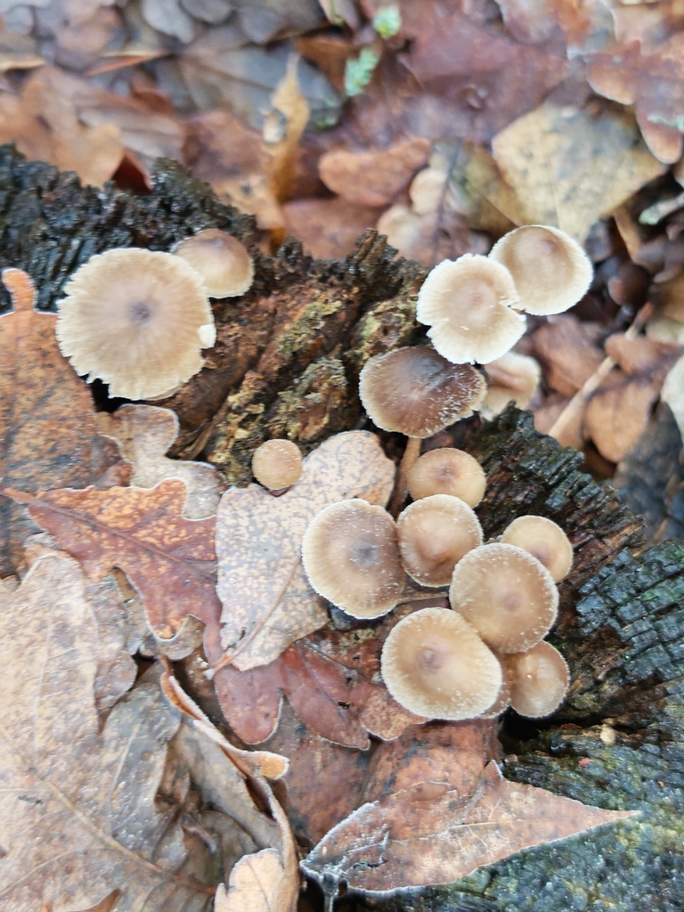 Mycena inclinata · November 2025 · photo: © p_andrey (iNaturalist, cc-by-nc)