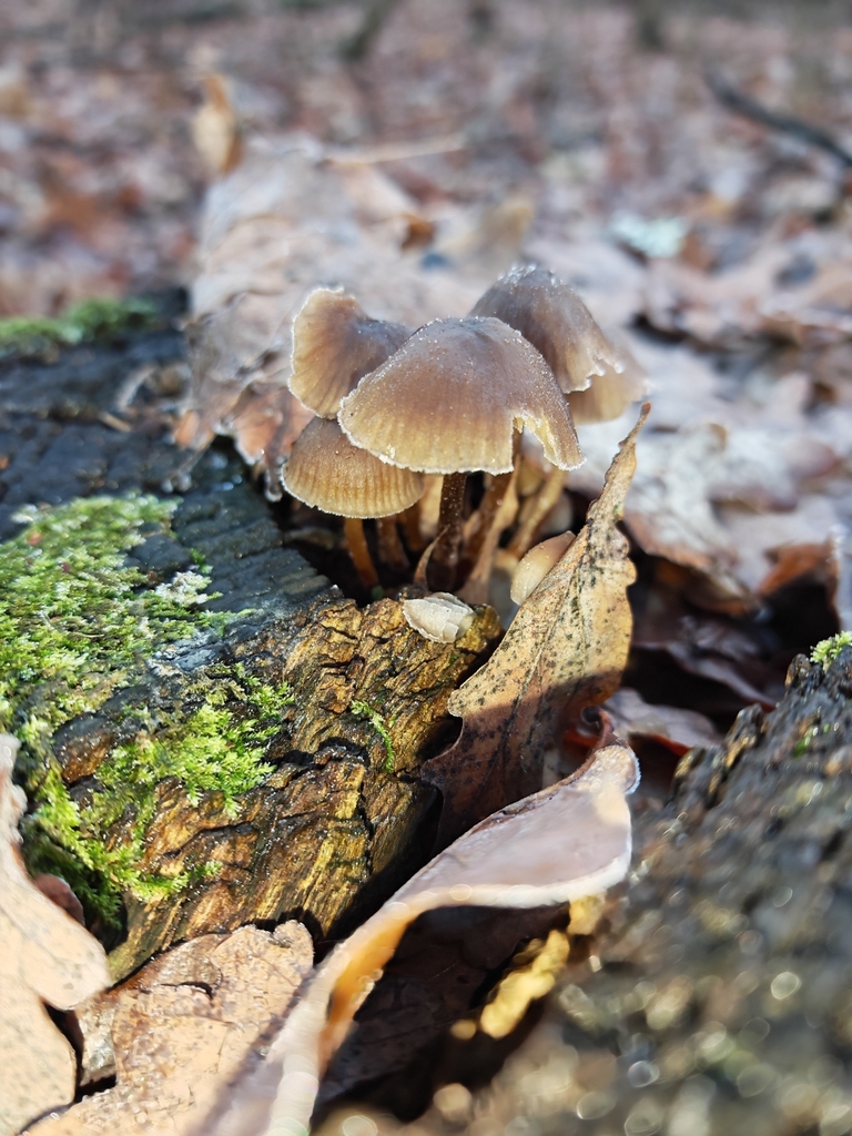 Mycena inclinata · November 2025 · photo: © p_andrey (iNaturalist, cc-by-nc)