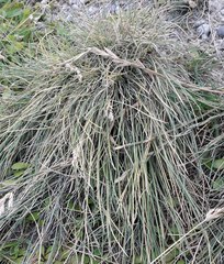 Poa astonii