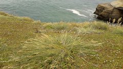 Poa astonii