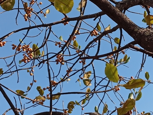 muzhanje