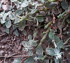 Atriplex buchananii