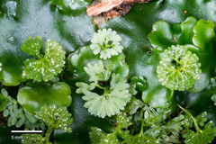 Hymenophyton flabellatum