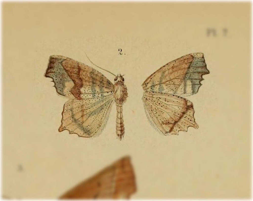 Rhomboptila brantsiata