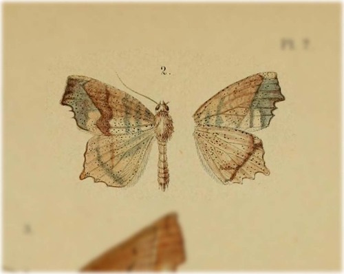 Rhomboptila brantsiata
