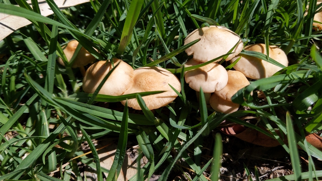 Marasmius oreades · November 2025 · photo: © bemma (iNaturalist, cc-by)
