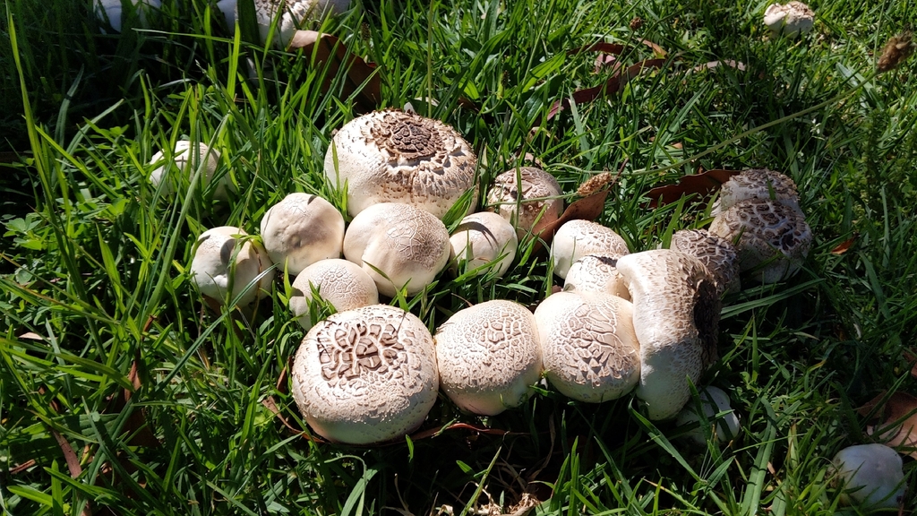Agaricus xanthodermus · November 2025 · photo: © bemma (iNaturalist, cc-by)