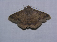 Ericeia sobria