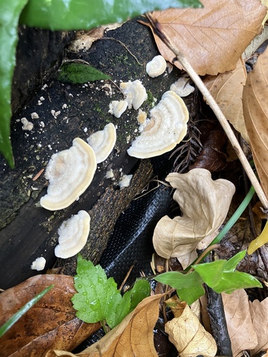 Trametes hirsuta