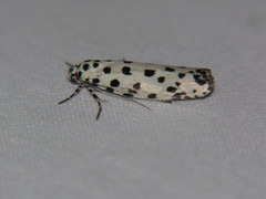 Ethmia clytodoxa