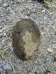 Kinosternon arizonense