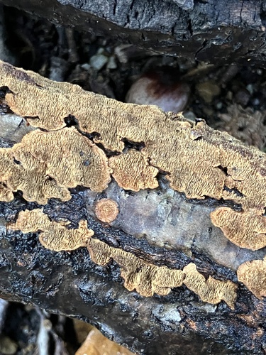 Hydnoporia tabacinoides