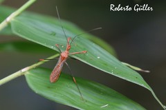 Ricolla quadrispinosa