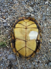 Kinosternon arizonense