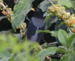 Turdus flavipes