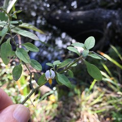 Solanum pseudogracile