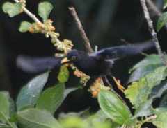 Turdus flavipes